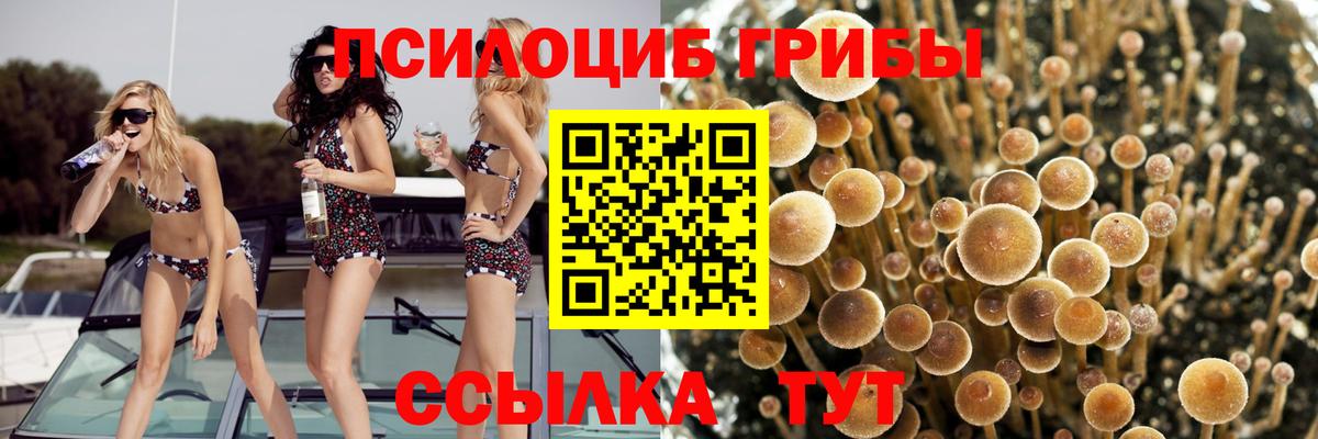 Псилоцибиновые грибы мицелий  цены наркотик  Александров 